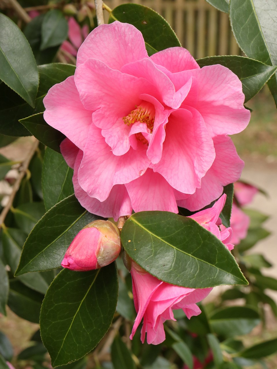 C. x williamsii 'Brigadoon' AGM